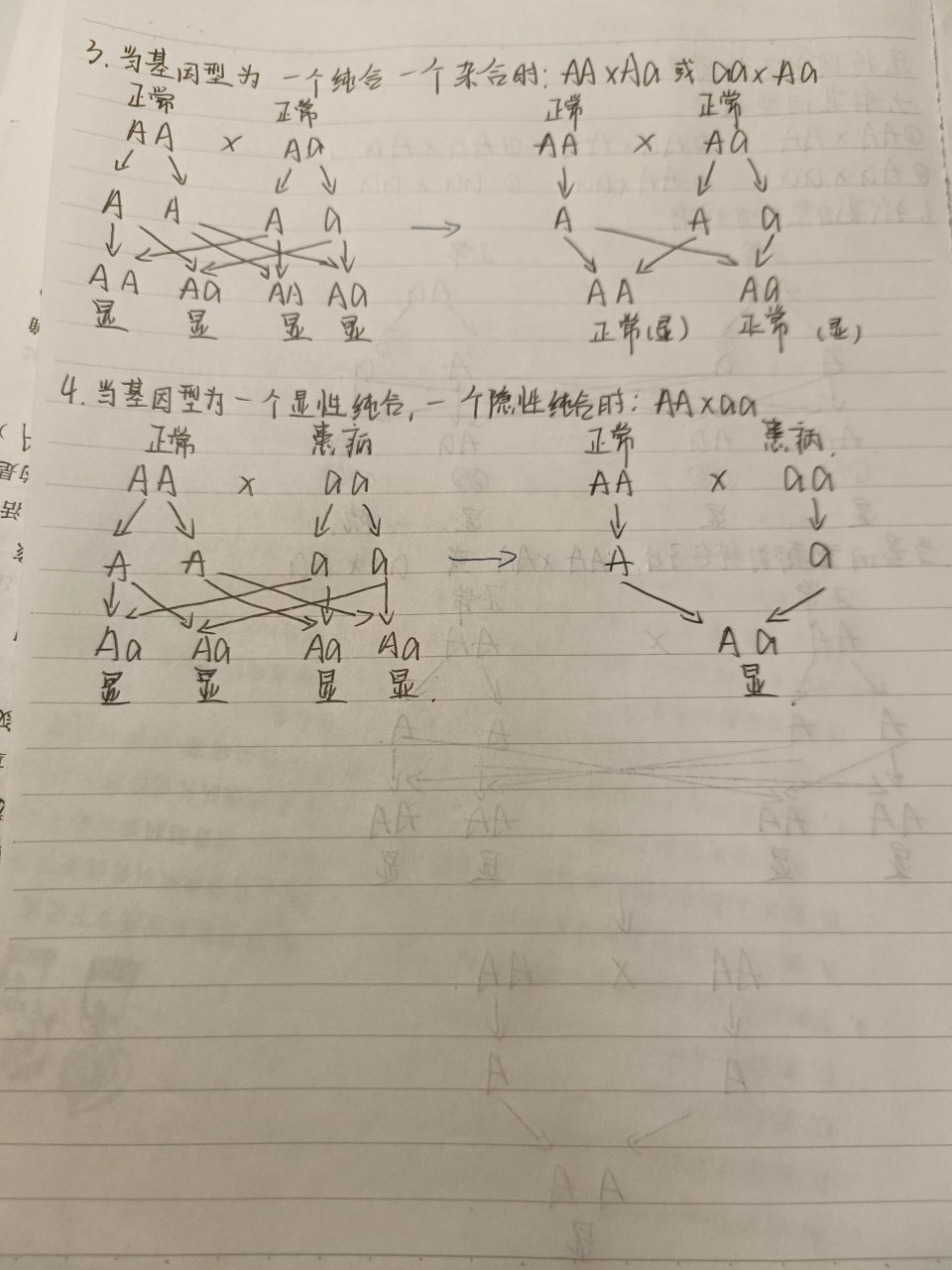 生物基因遗传图解图片