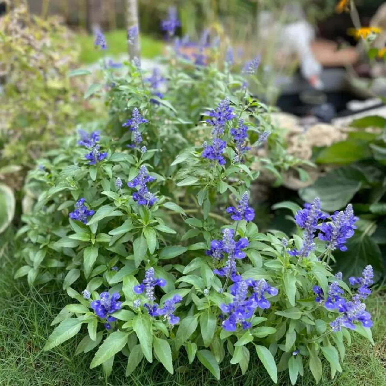 鼠尾草株高图片