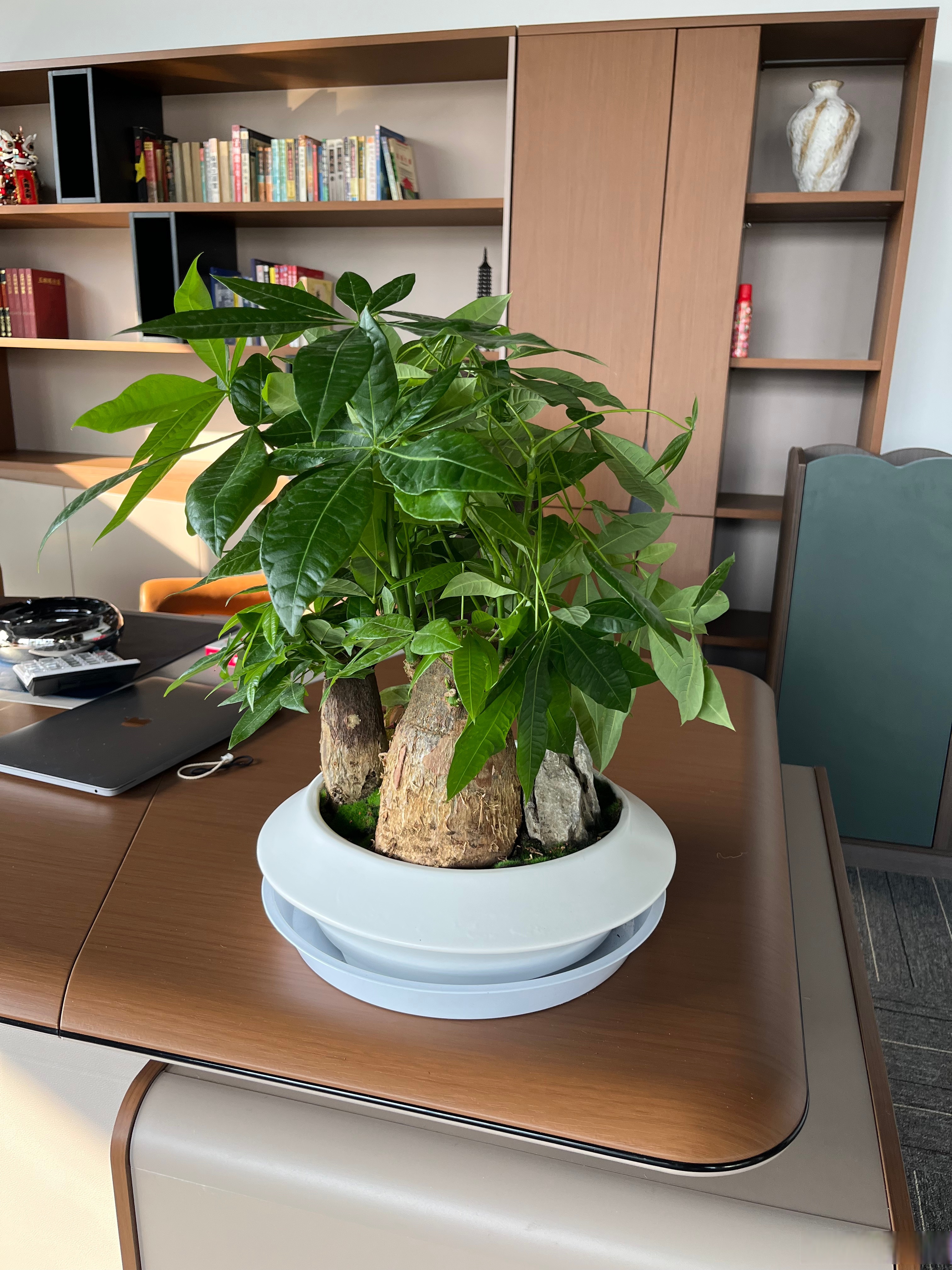 办公室绿植租摆分享~