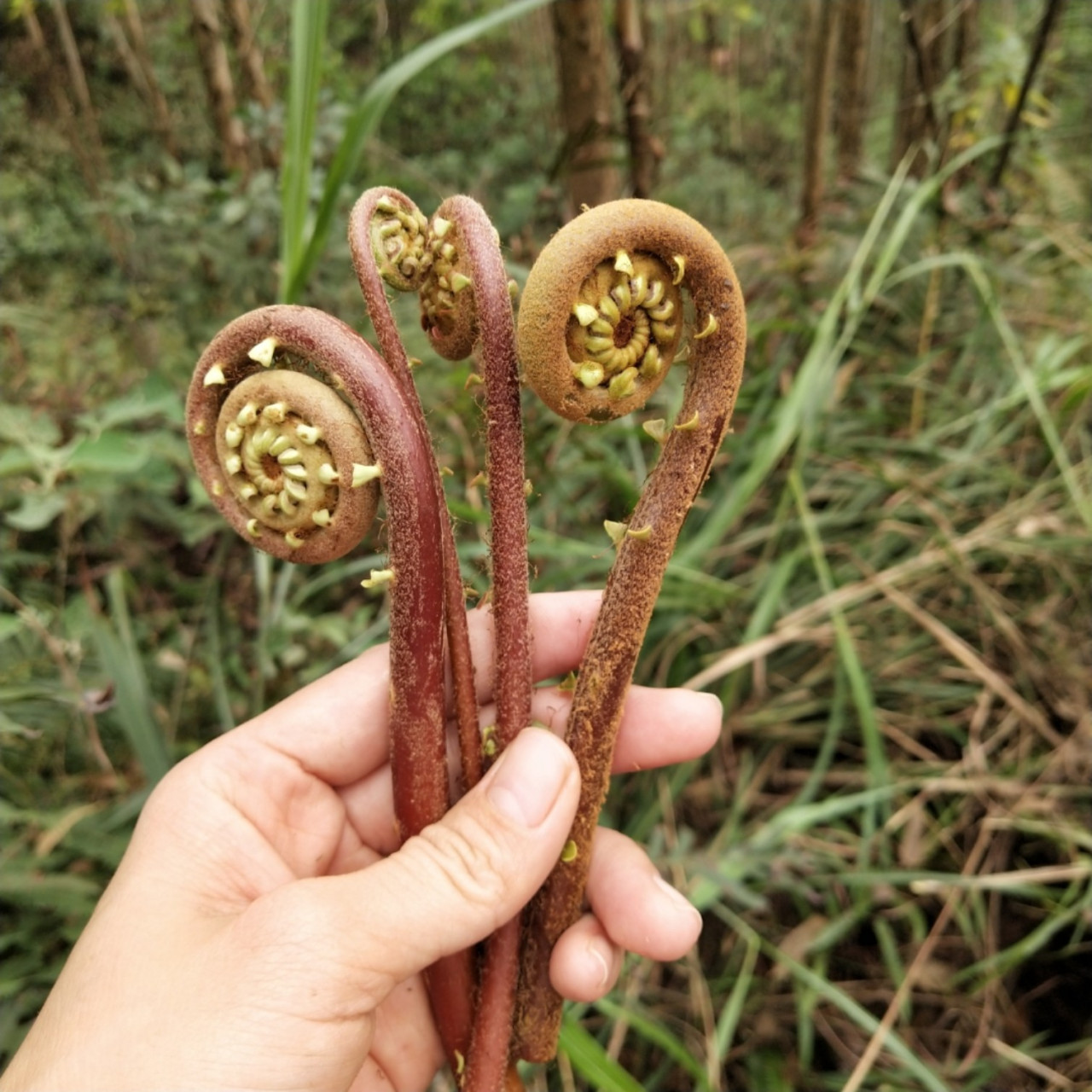 野生蕨菜 一年一度的清明节去扫墓没想到有这等收货很久之前就吃过