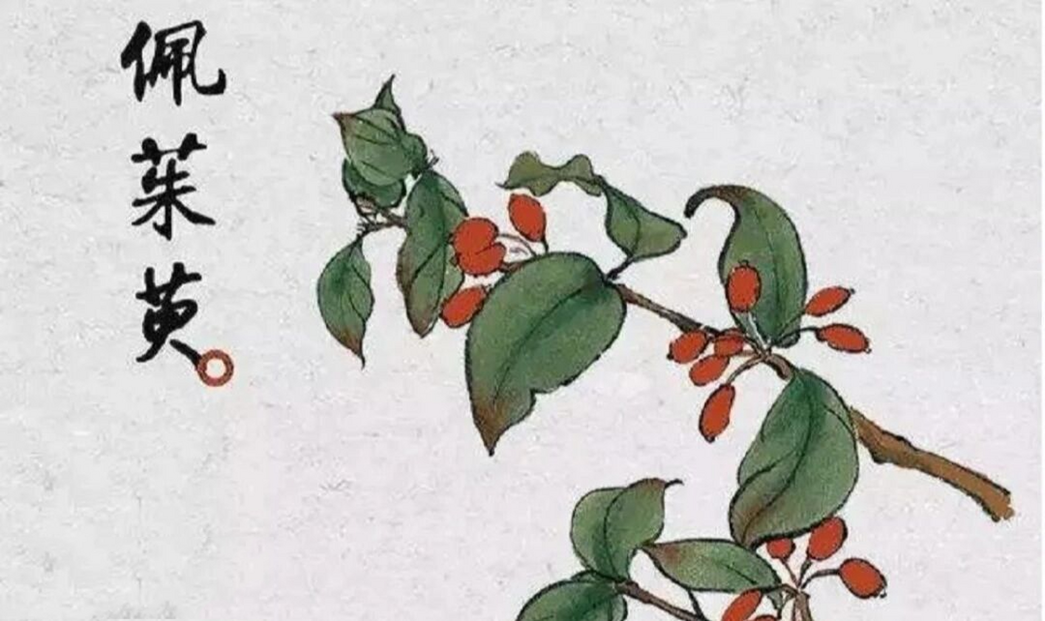 重阳节茱萸什么样? 深圳气温终于有秋天的感觉了.