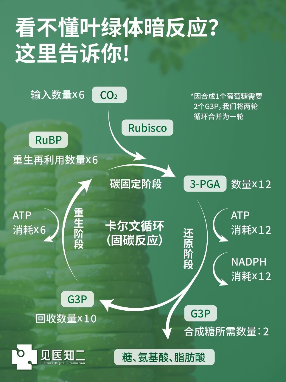 【高中生物】叶绿体暗反应阶段:卡尔文循环 叶绿体在光合作用中:光