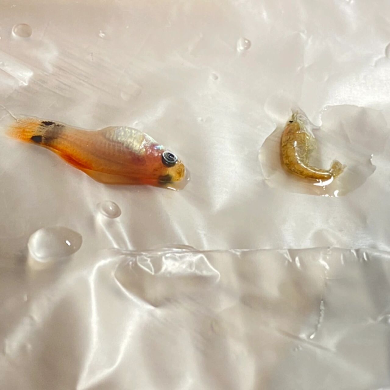 孔雀鱼死亡的原因 这两天死了两条鱼一条虾,在研究之后终于知道了原因