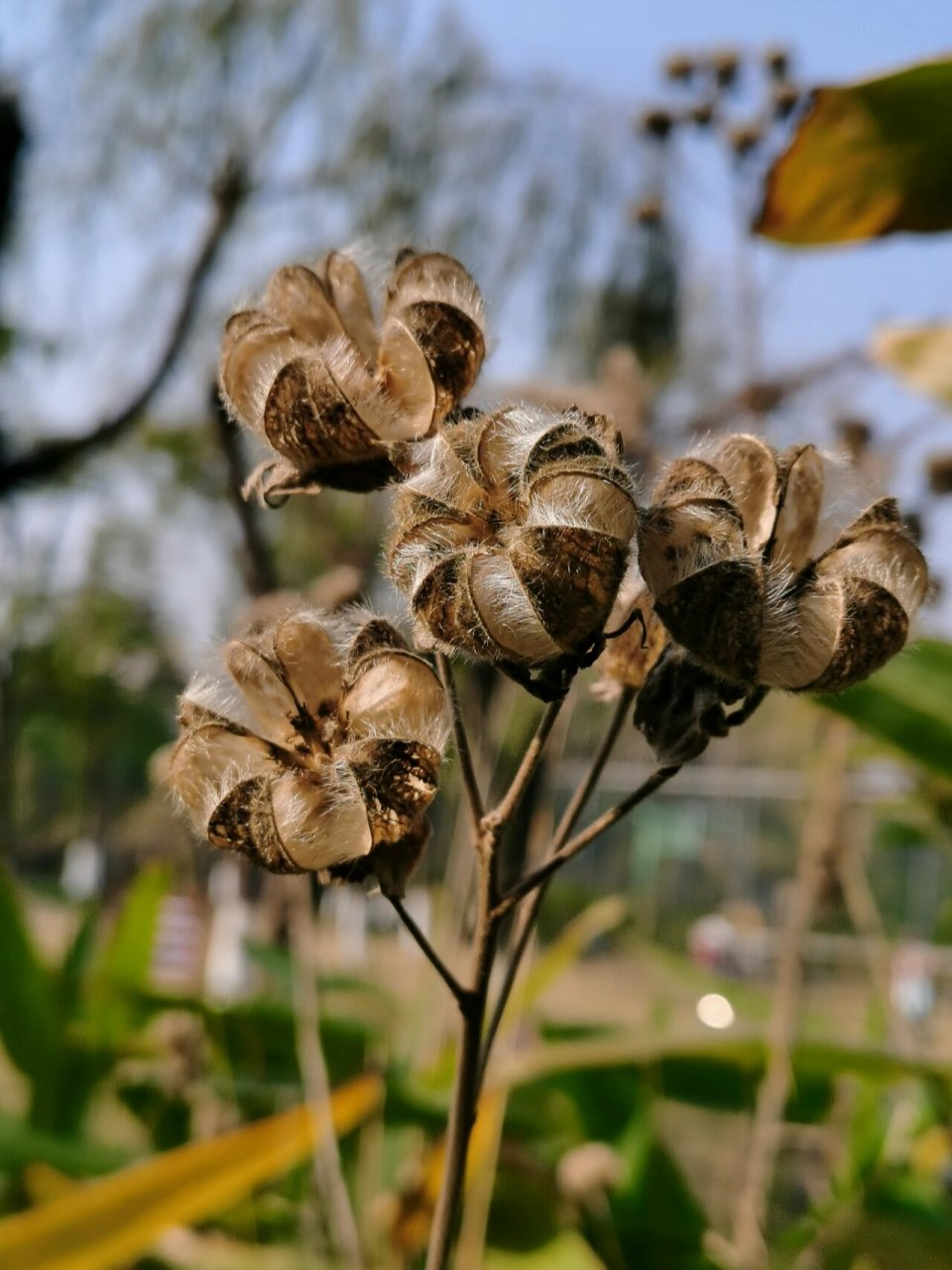 芙蓉果实外形图片图片