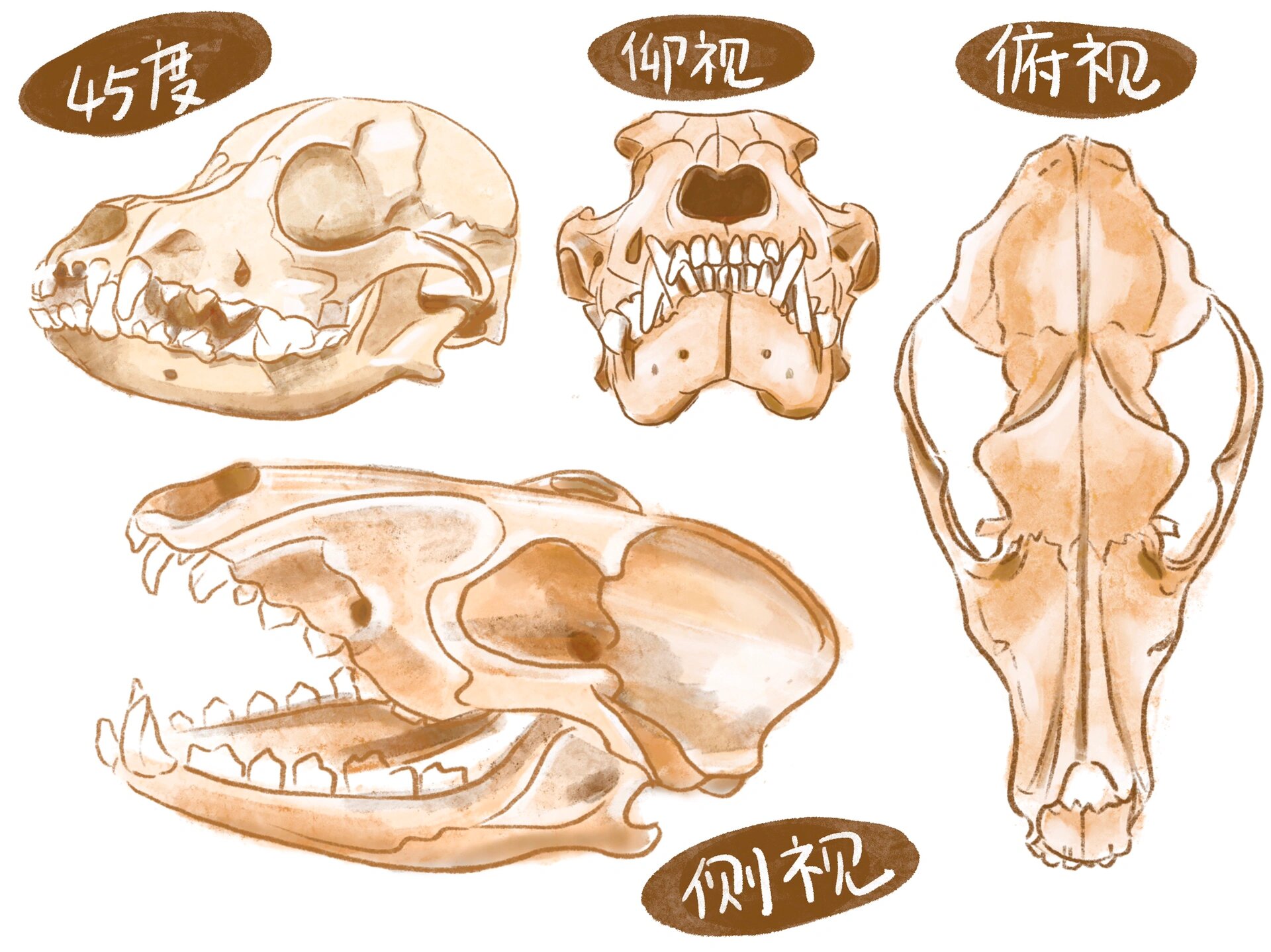 狗狗头骨骨骼结构多角度图 需要的集美拿走