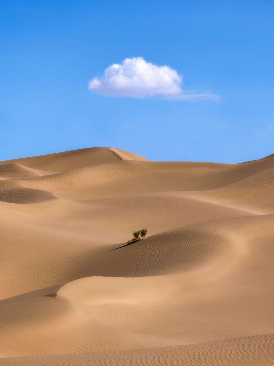 飞无人机无意间发现两只骆驼97 感觉这茫茫沙漠的画面里一下有了