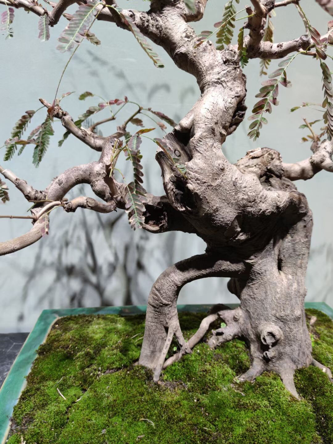 97油甘果也能做盆景 ?