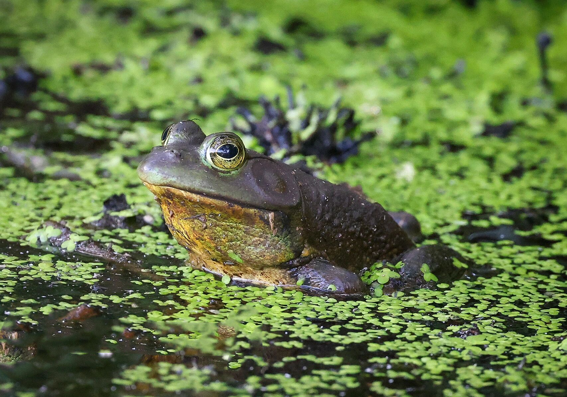 american bullfrog 美洲牛蛙 |他是现存北美的最大的蛙之一.