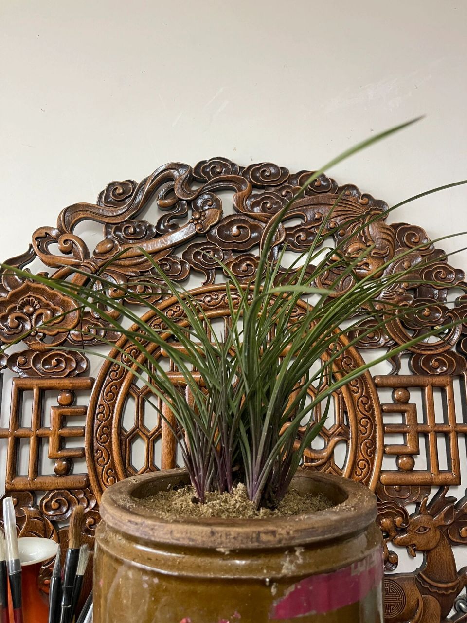 盆养多年的蕙兰红香妃