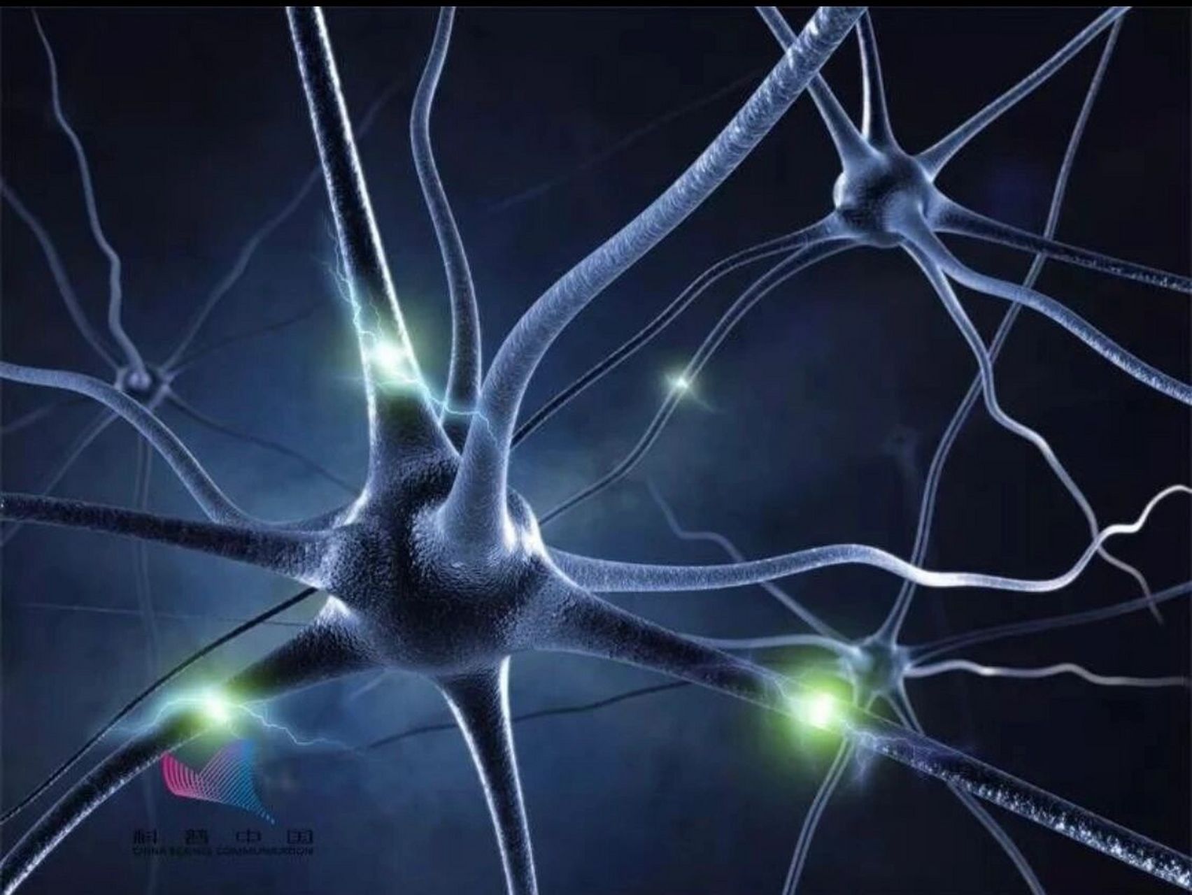 怎么培养越来越聪明的大脑 脑细胞粗略分为神经元和神经胶质细胞.