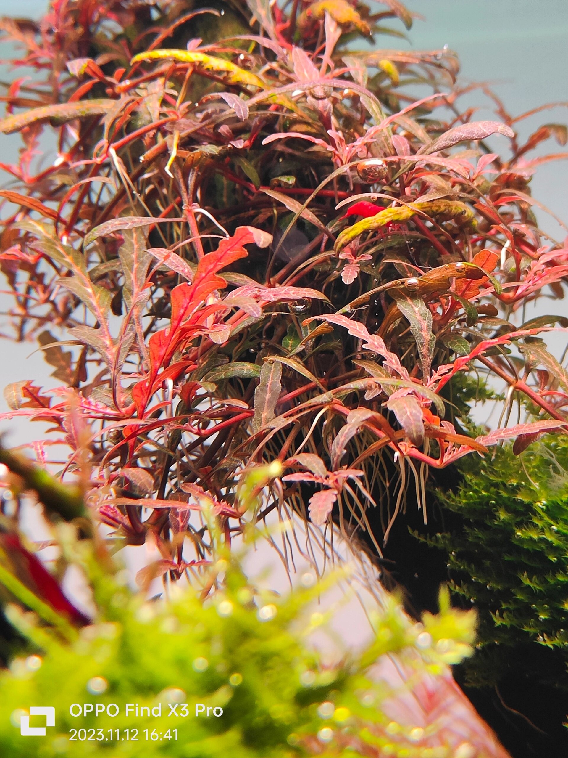 推荐几种红色系色水草 1,南美小圆叶,这种水草对温度不太敏感,30