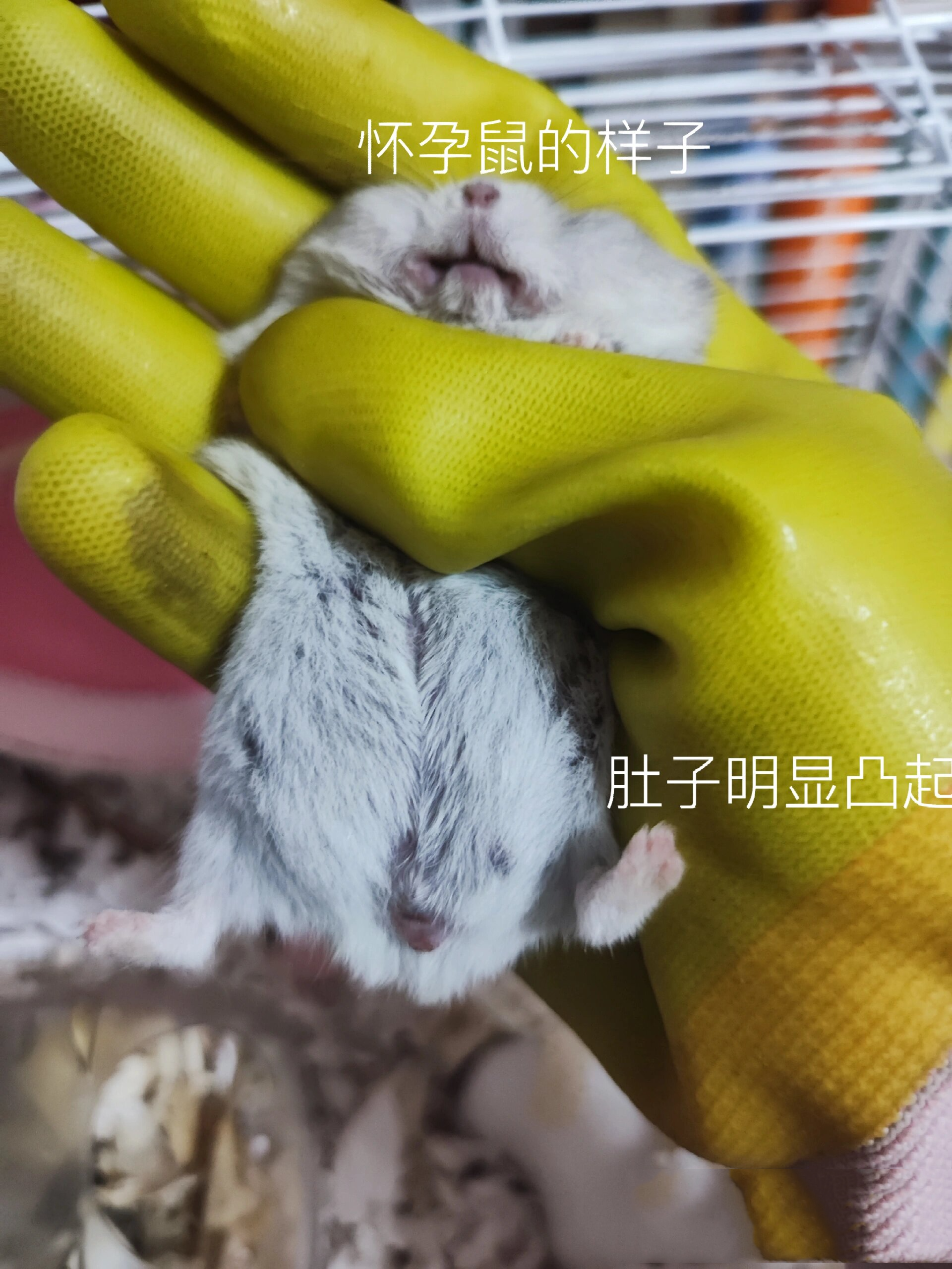 分享一下怀孕鼠的样子 上周分享了怎么判断仓鼠怀孕, 这周家里小灰