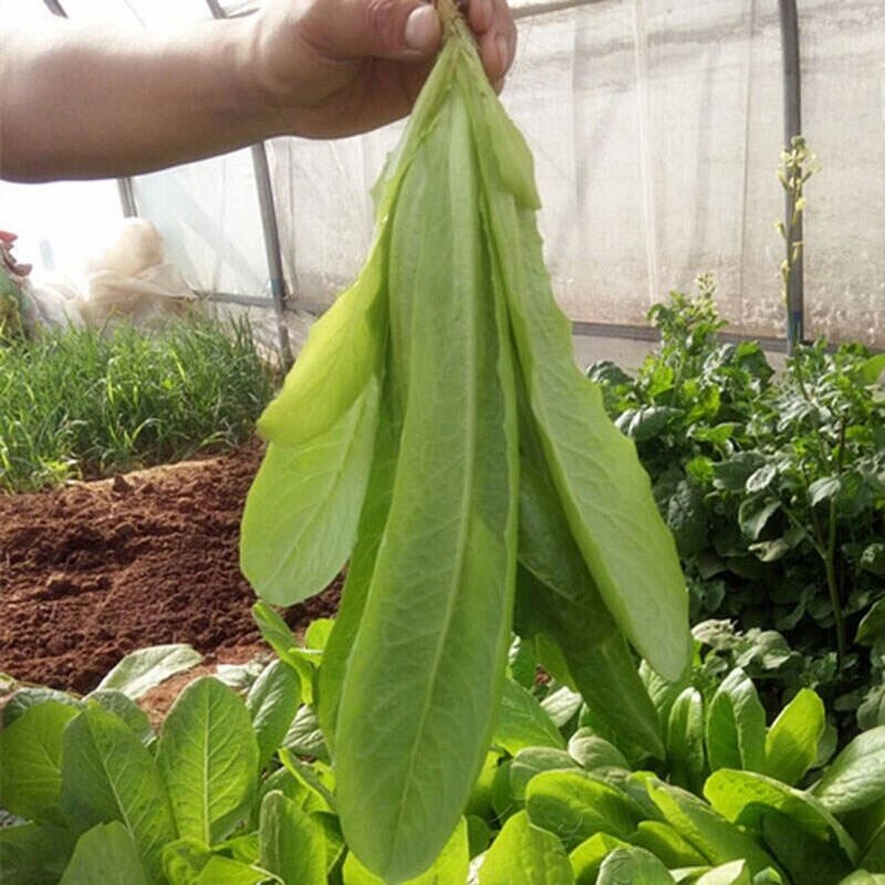 寿司孔雀菜有颜好养,耐热适合夏季种,易成 我们菜地里种了一些寿司