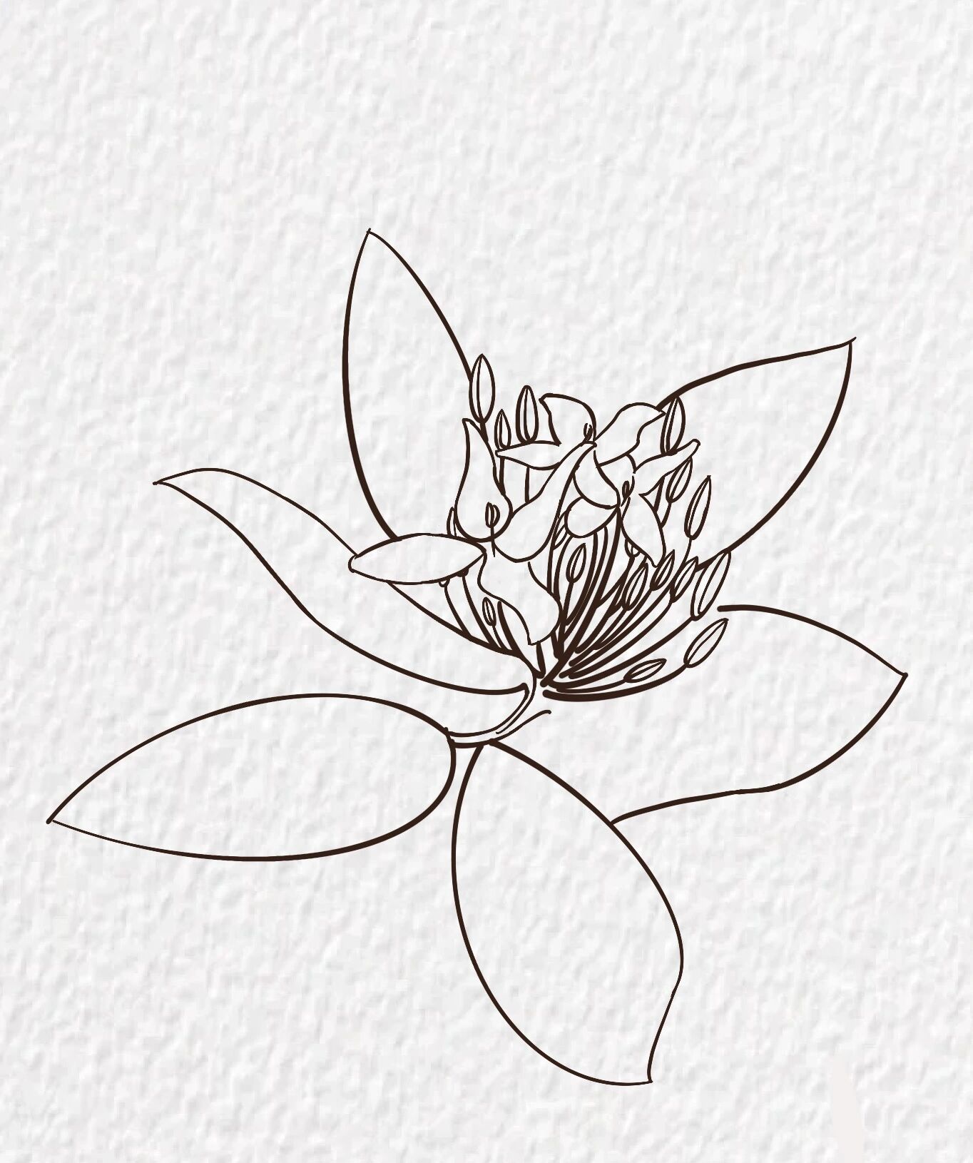 线稿|花卉|龙船花|原创|05