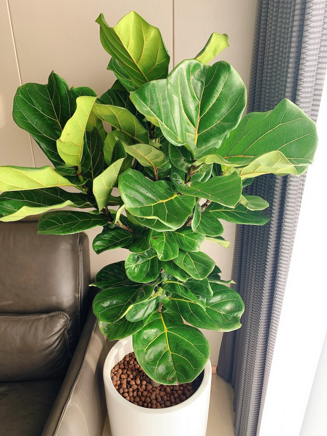 适合客厅摆放的绿植—琴叶榕