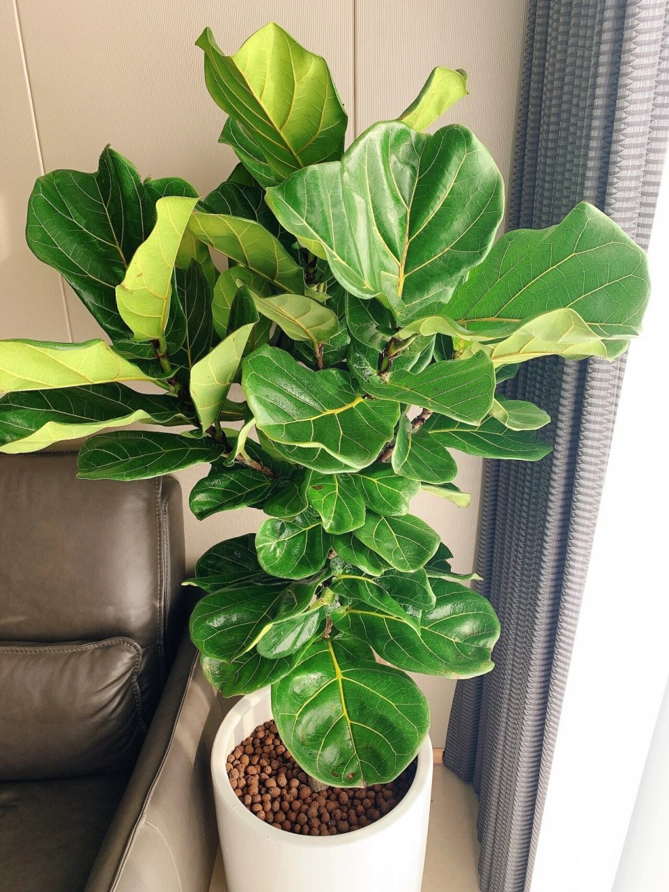 适合客厅摆放的绿植—琴叶榕 琴叶榕,看起来很大气,又非常小清新的