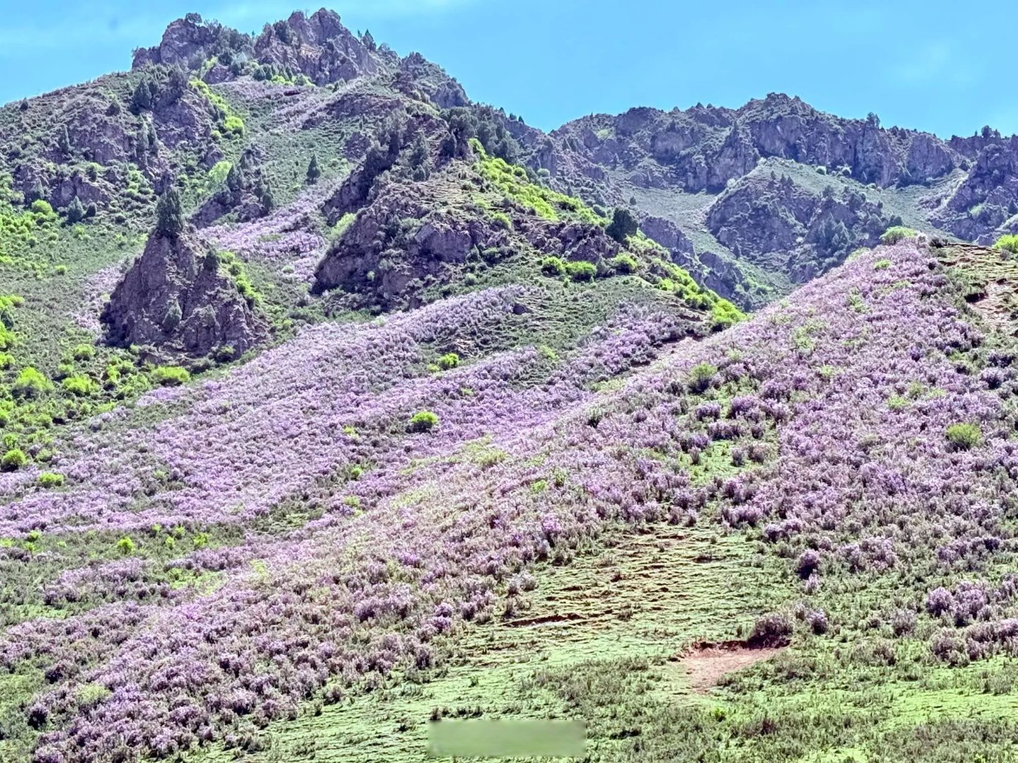 天祝漫山遍野的杜鹃花开啦♀石门镇 兰州超话甘游记超话