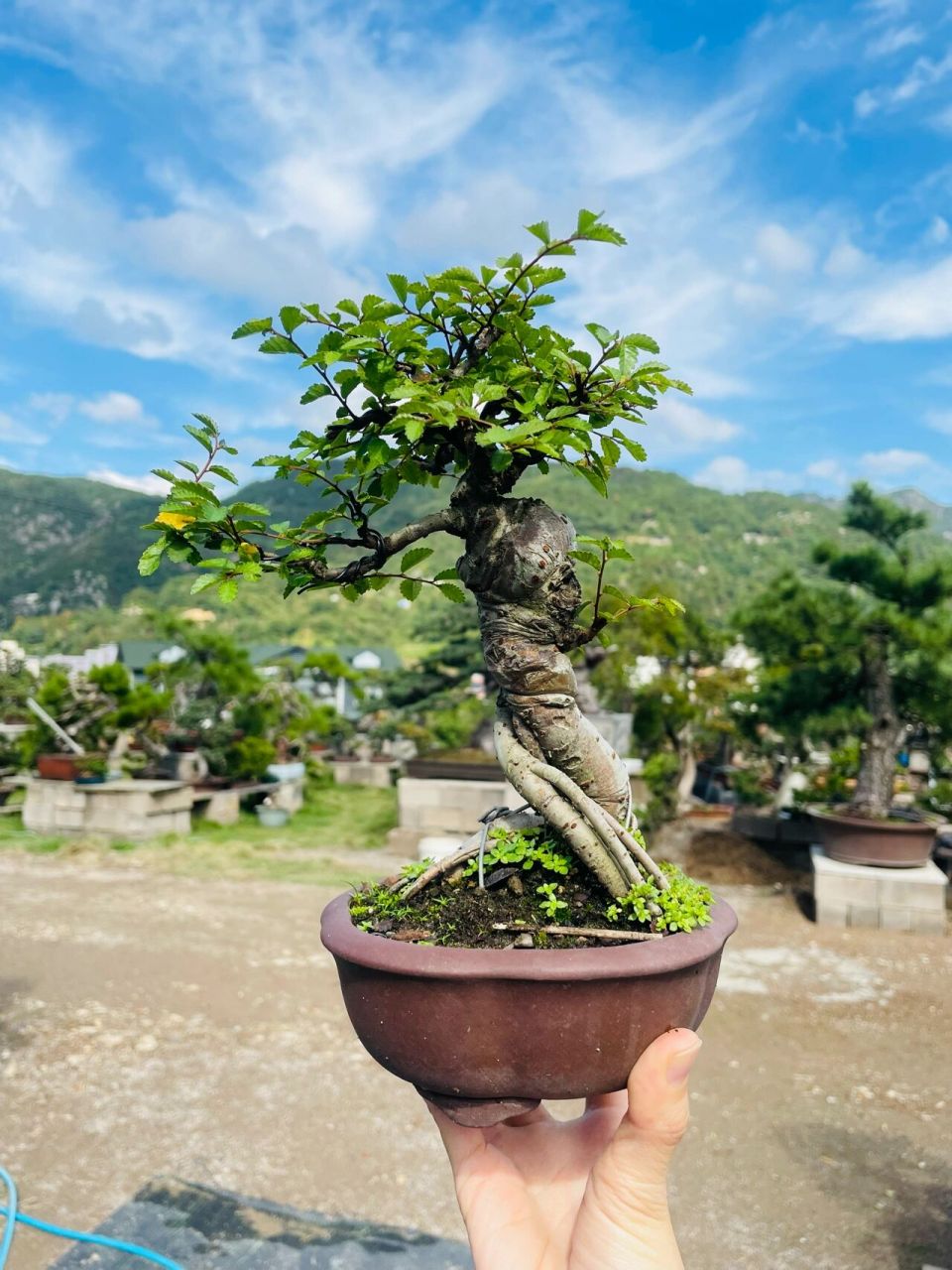 微精品榆树盆景 小叶榔榆树,室内可放向阳处