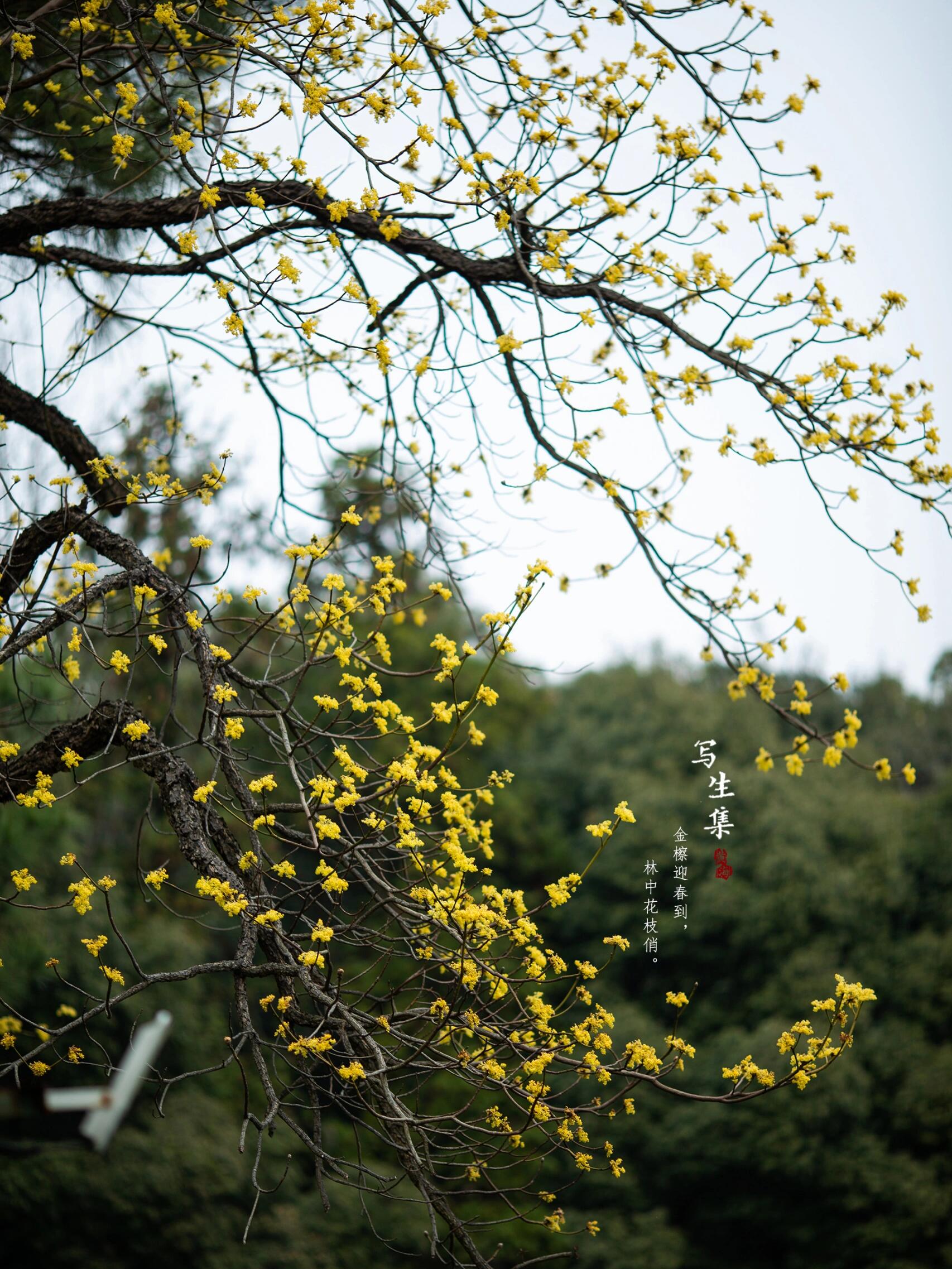 檫木花|sassafras tzumu
