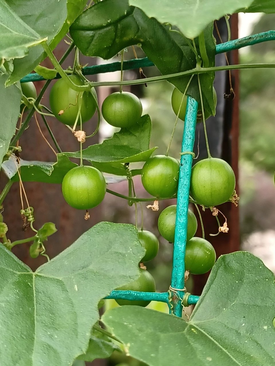 老鼠拉冬瓜 自从前年认识了这个小东西,真的是见到一次,拍一次,太喜欢