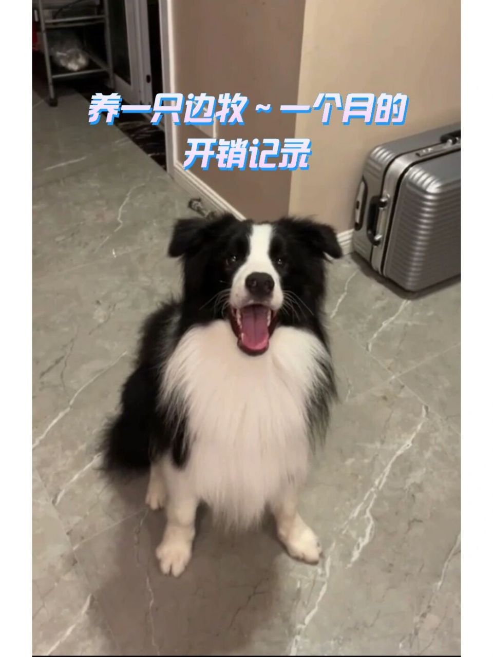 养一只边牧每月花费多少钱～不到一千养狗17 养奔奔着快一年的时间