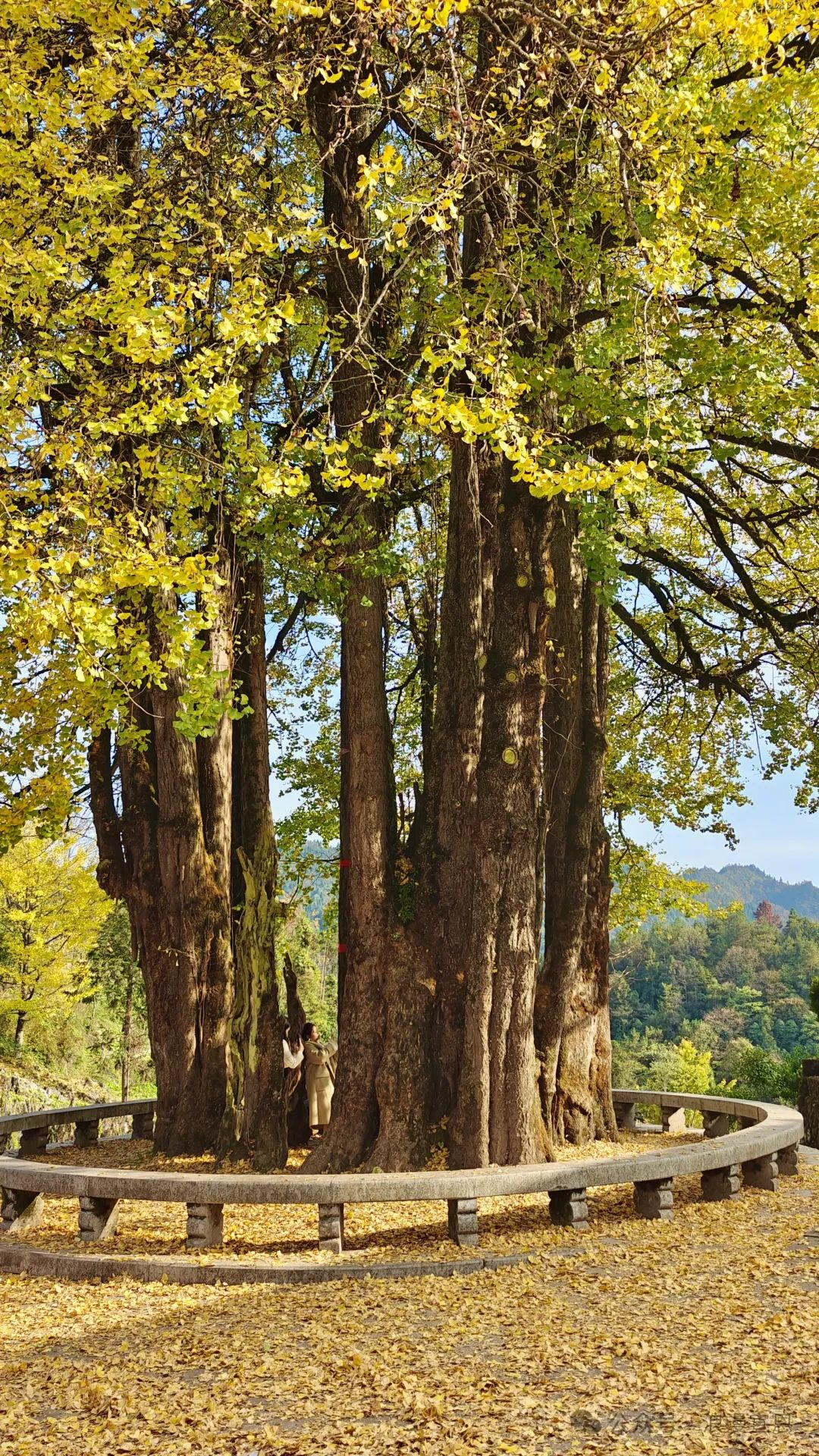 湖北本土树种图片