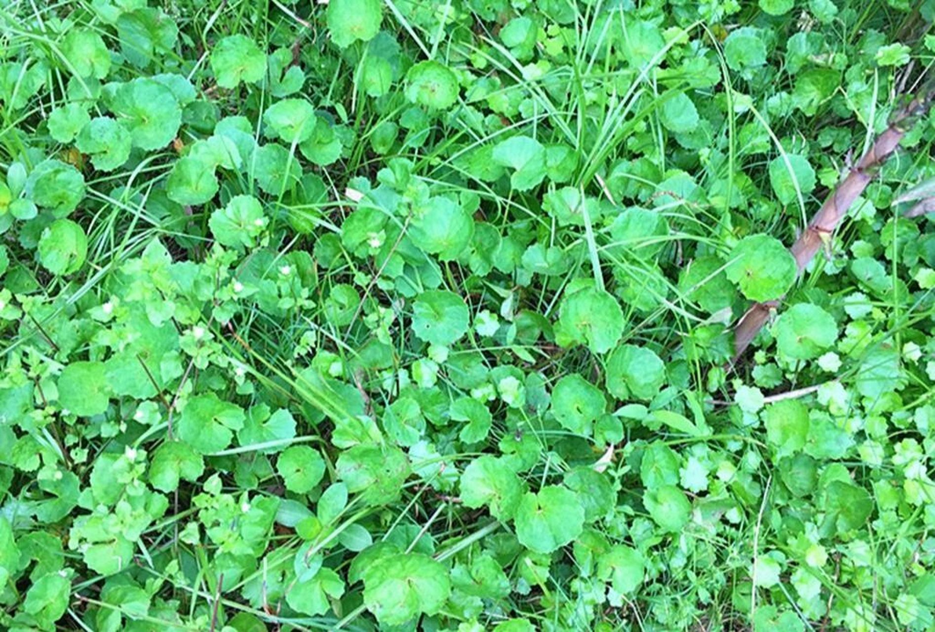 常见野外绿植—积雪草 积雪草:是伞形科,积雪草属多年生草本植物,茎匍