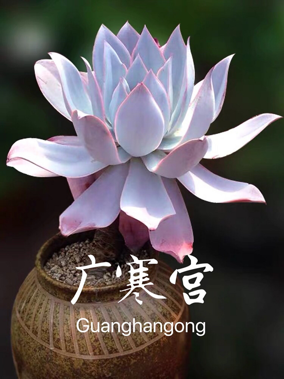 99每日认识一株多肉——广寒宫 99"袅袅香风响佩环.