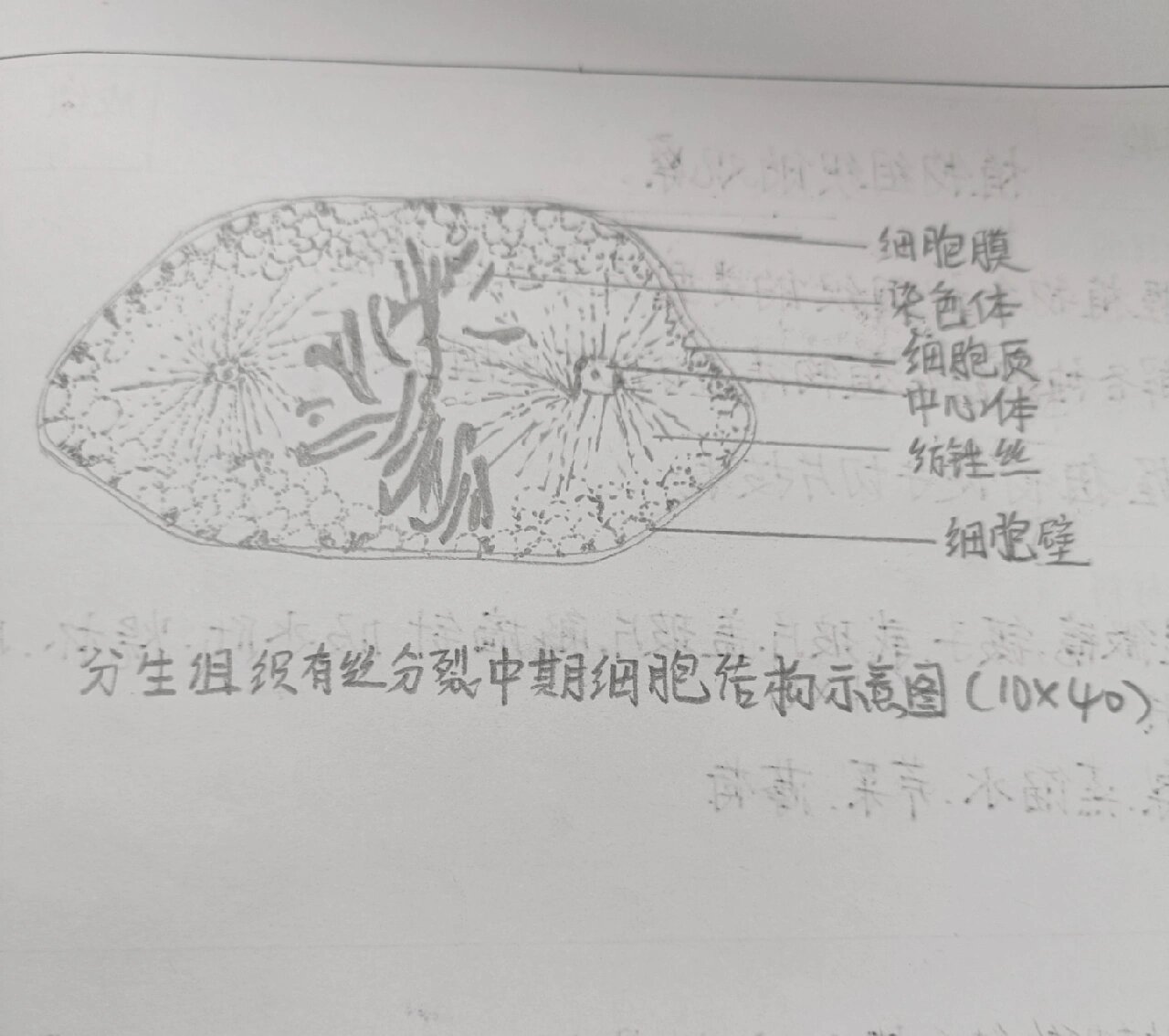 洋葱细胞中期细胞,蚕豆叶片下表皮细胞