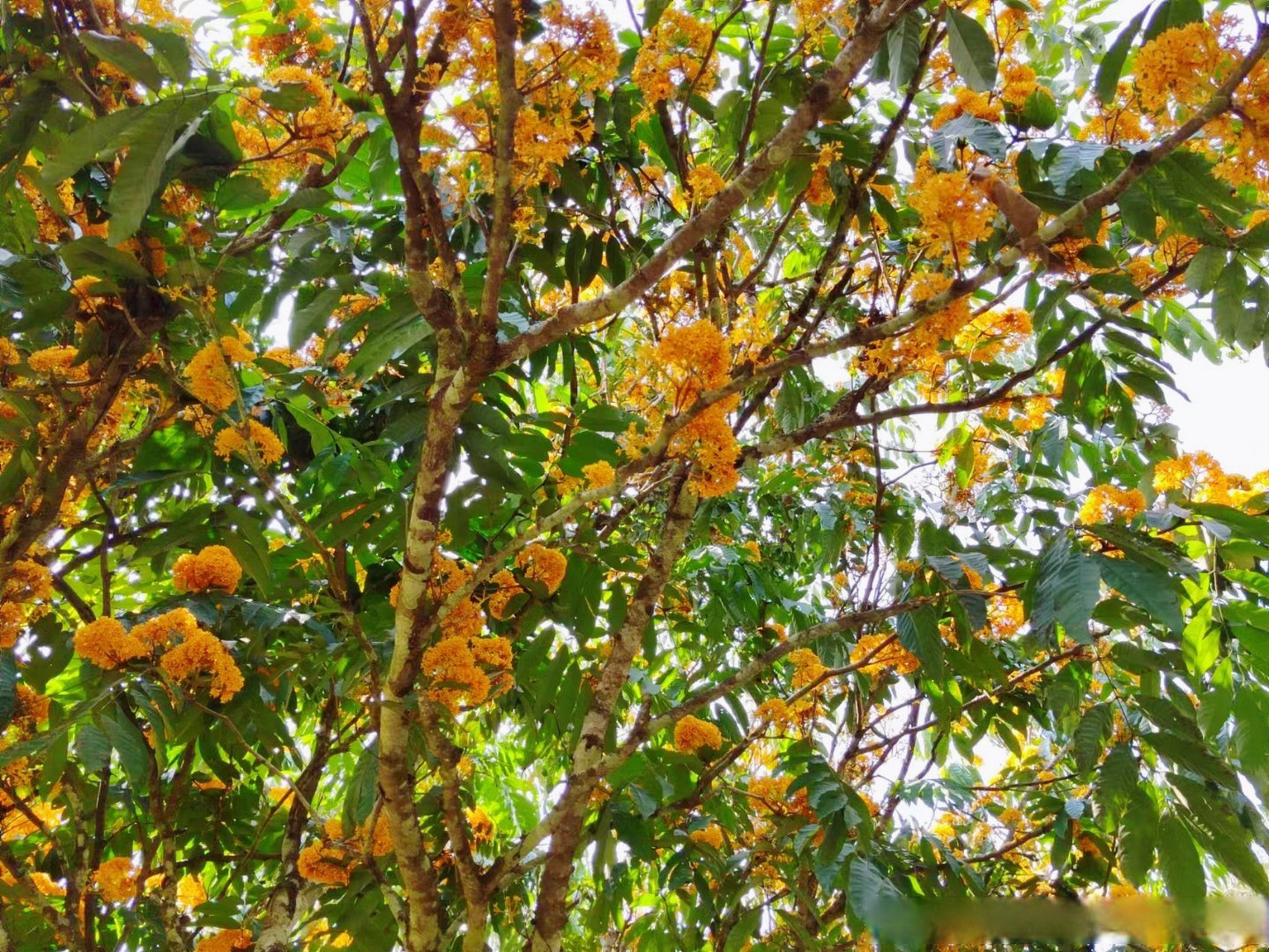 无忧花又名火焰花,乔木,豆科无忧花属,产于云南东