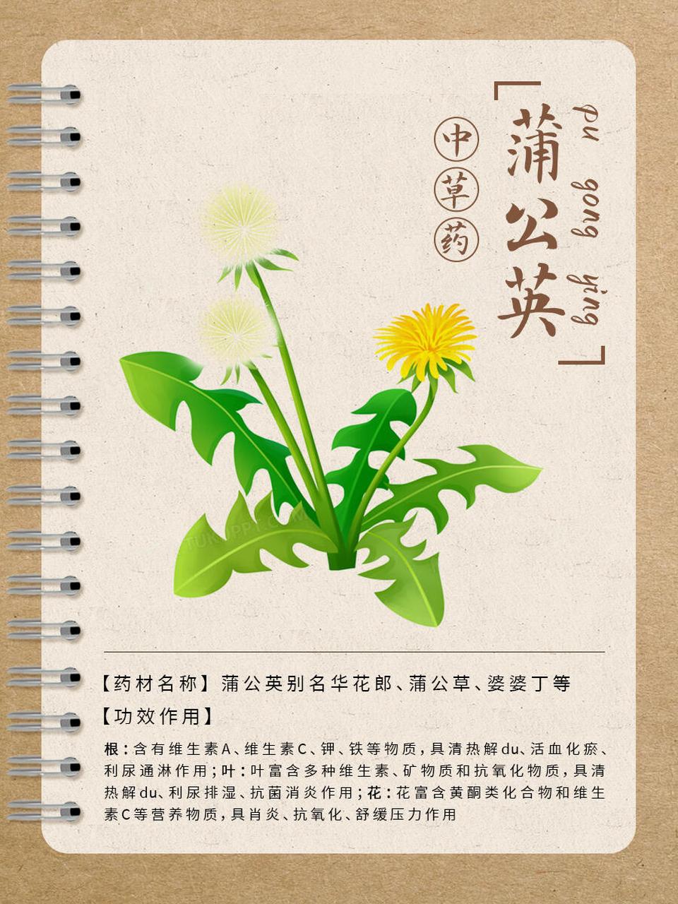 mazz.) 菊科,蒲公英属多年生草本植物.