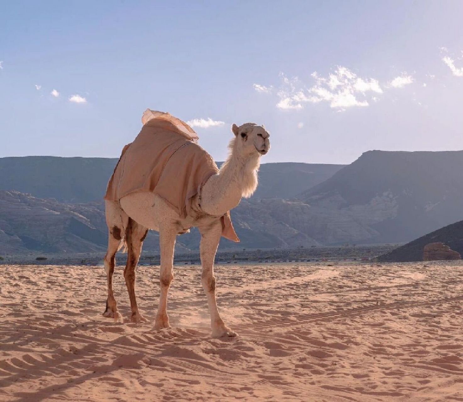 骆驼97 阿拉伯骆驼97979797