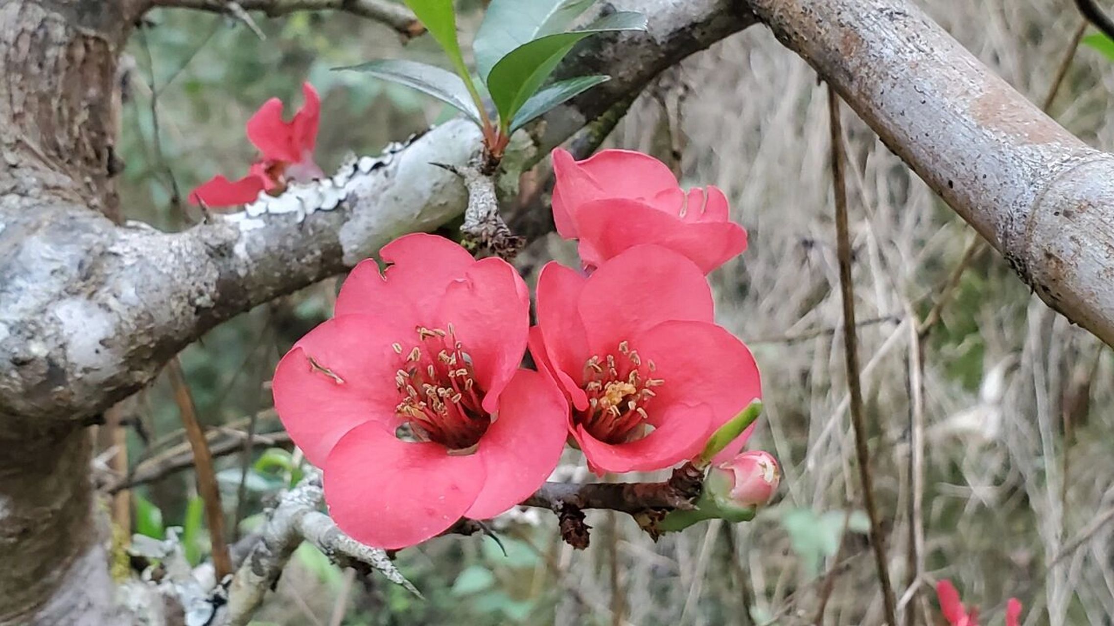 酸木瓜花图片