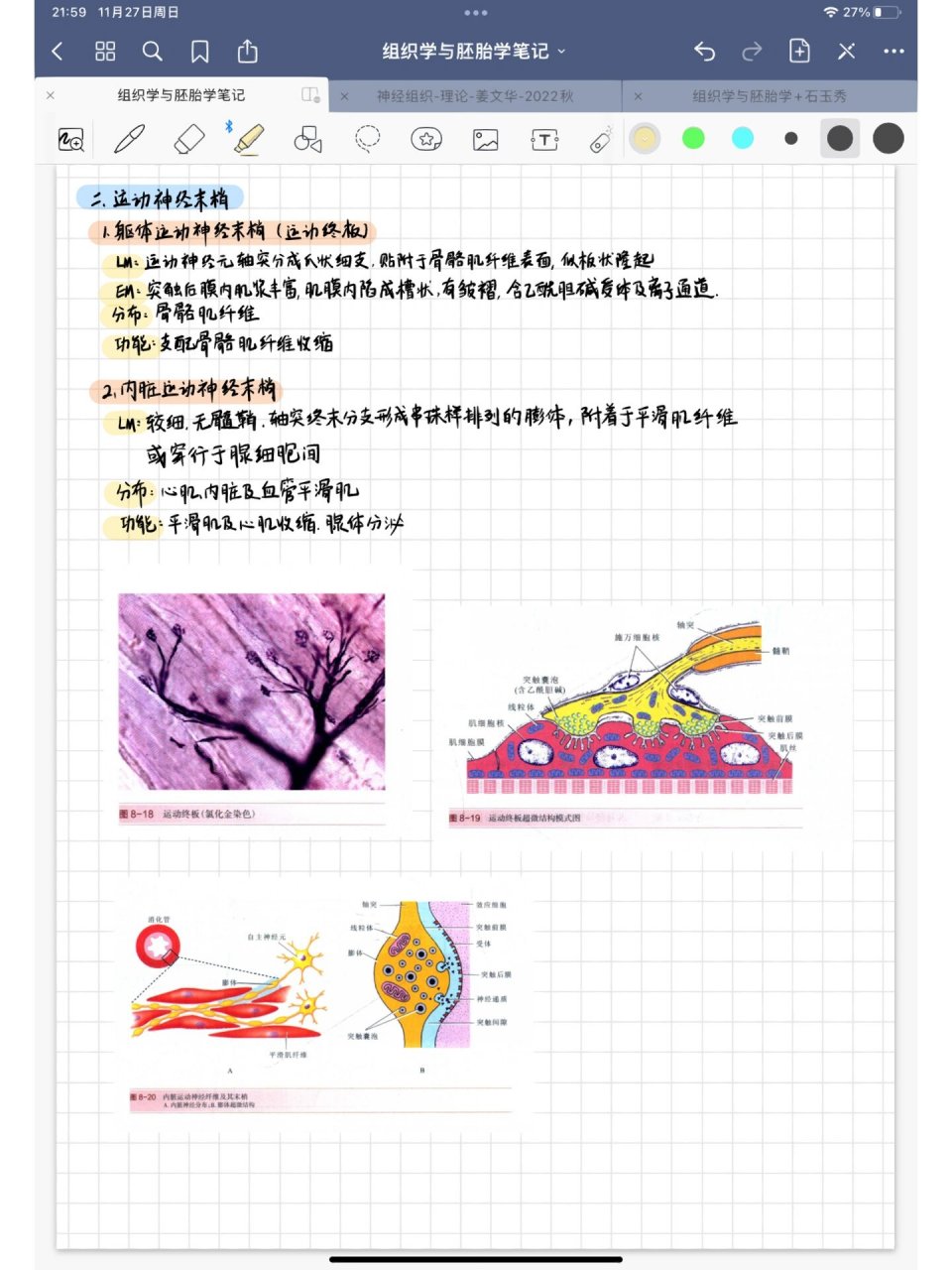 皮肤神经末梢图片