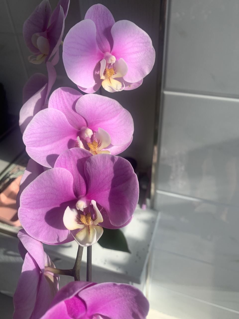 蝴蝶兰 安娜 阳光下的安娜 好美