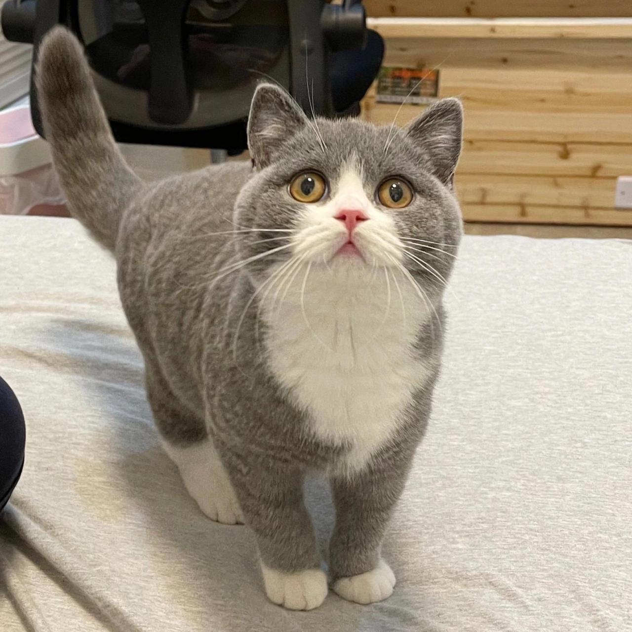 (回访照)英国短毛猫|蓝白英短 很多人喜欢我家英短是从乳白开始的
