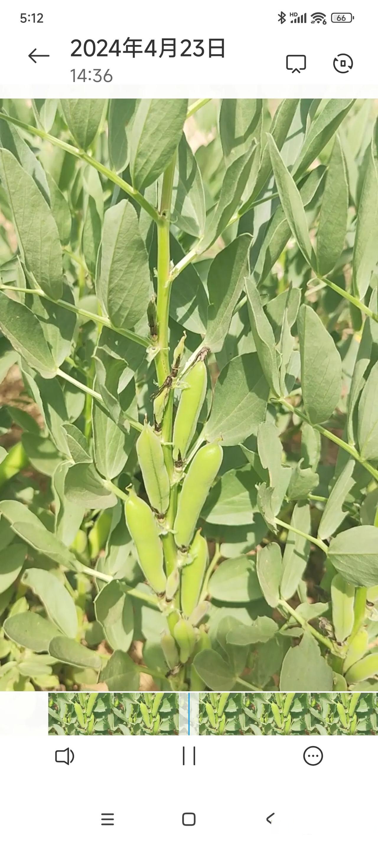 好像是啥豆.了解这植物吗 分享奇异植物 分享绿色植物 辨识一种野菜