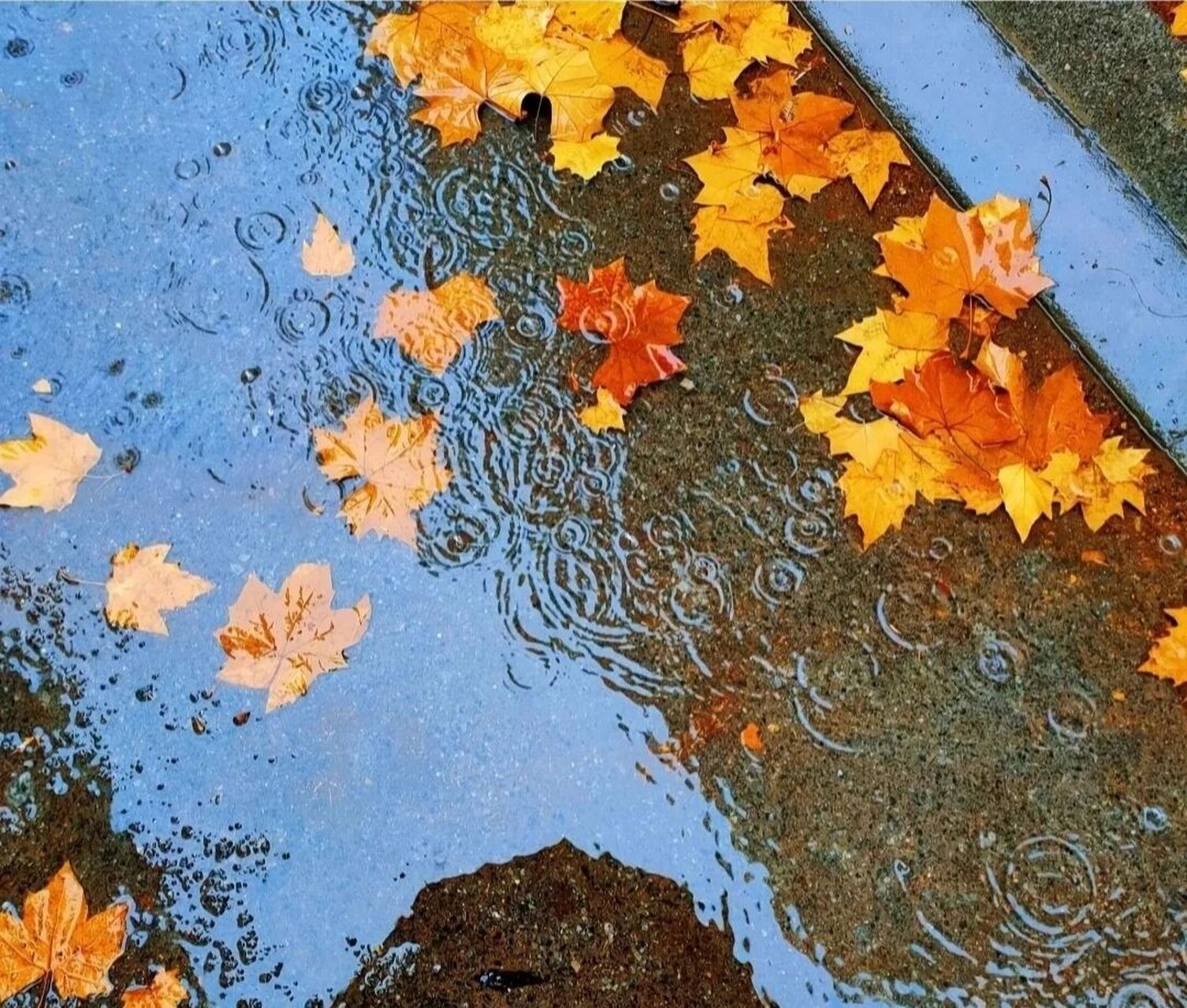 喜欢下雨天.拿图自取 吱