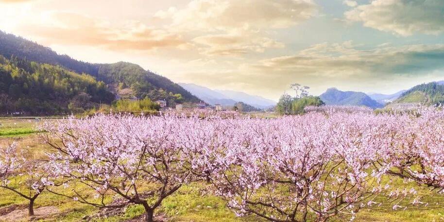 木洞桃花岛图片