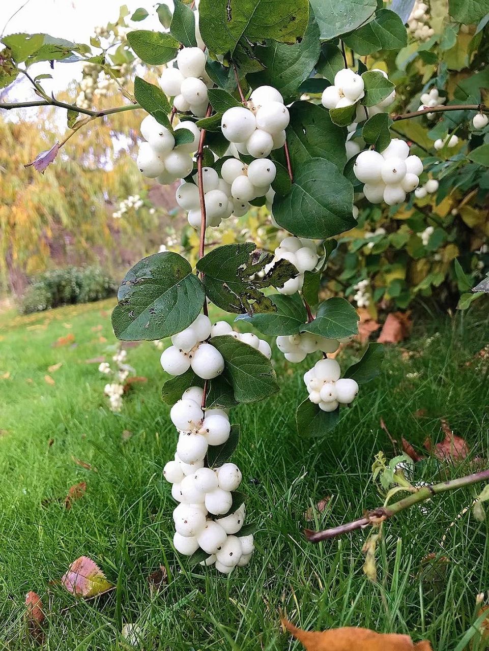 白饭树# 新鲜"白米饭", 中药"解毒王" 白饭树,全株可入药,具有清热