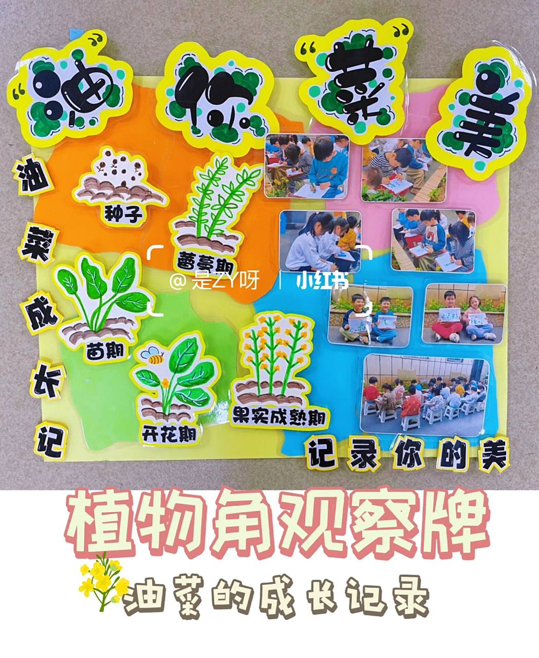 环创|春天植物角牌-油菜的成长记录