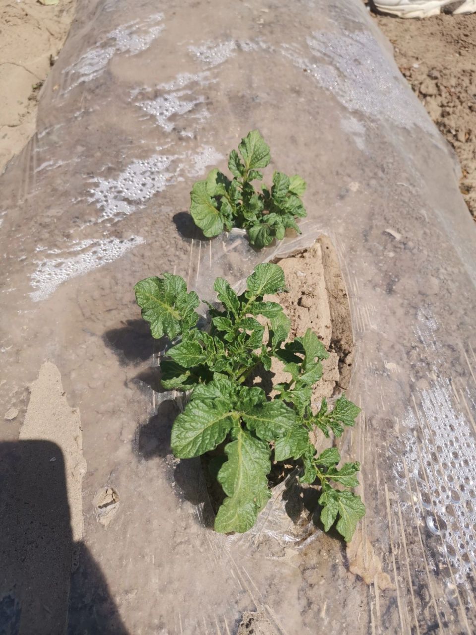 土豆叶子长这样哦96 3月底种土豆活动孩子们种下的土豆已经长成这样