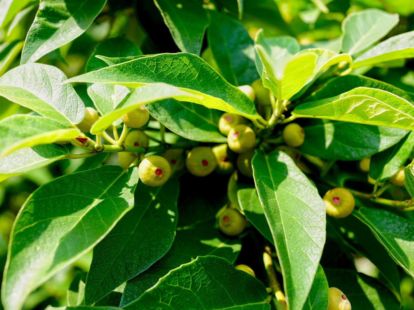 矮小天仙果|牛奶子树 矮小天仙果,别名牛奶子树,天仙果.