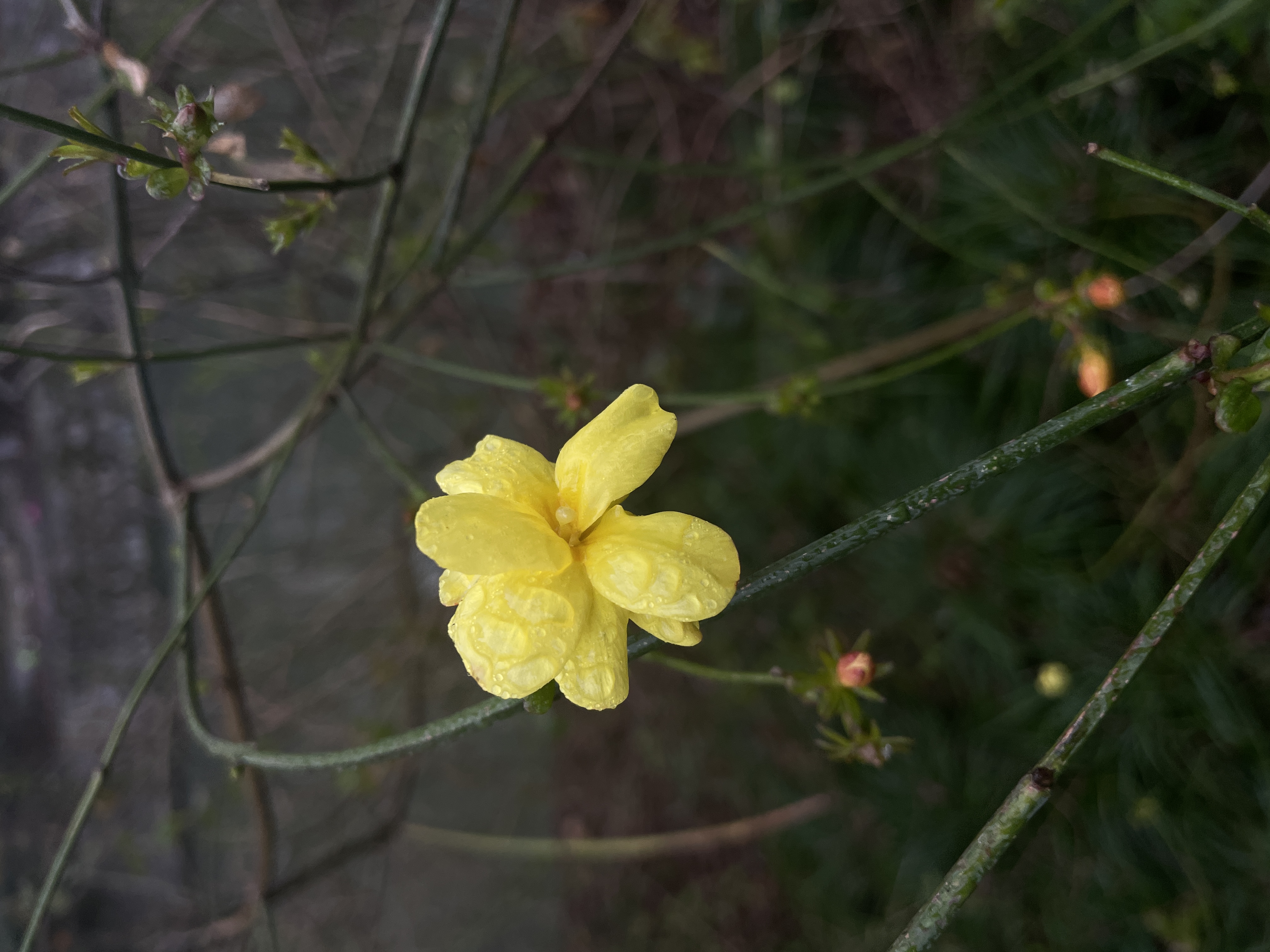 迎春花开春临门.#寻访春天的故事