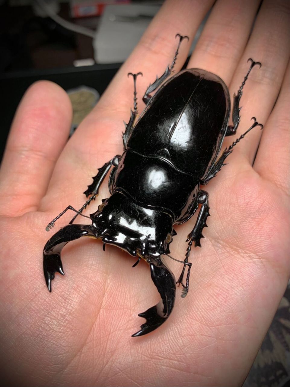 标本分享:非洲大黑艳锹甲～ 主要分布于非洲的喀麦隆,刚果等地 这只