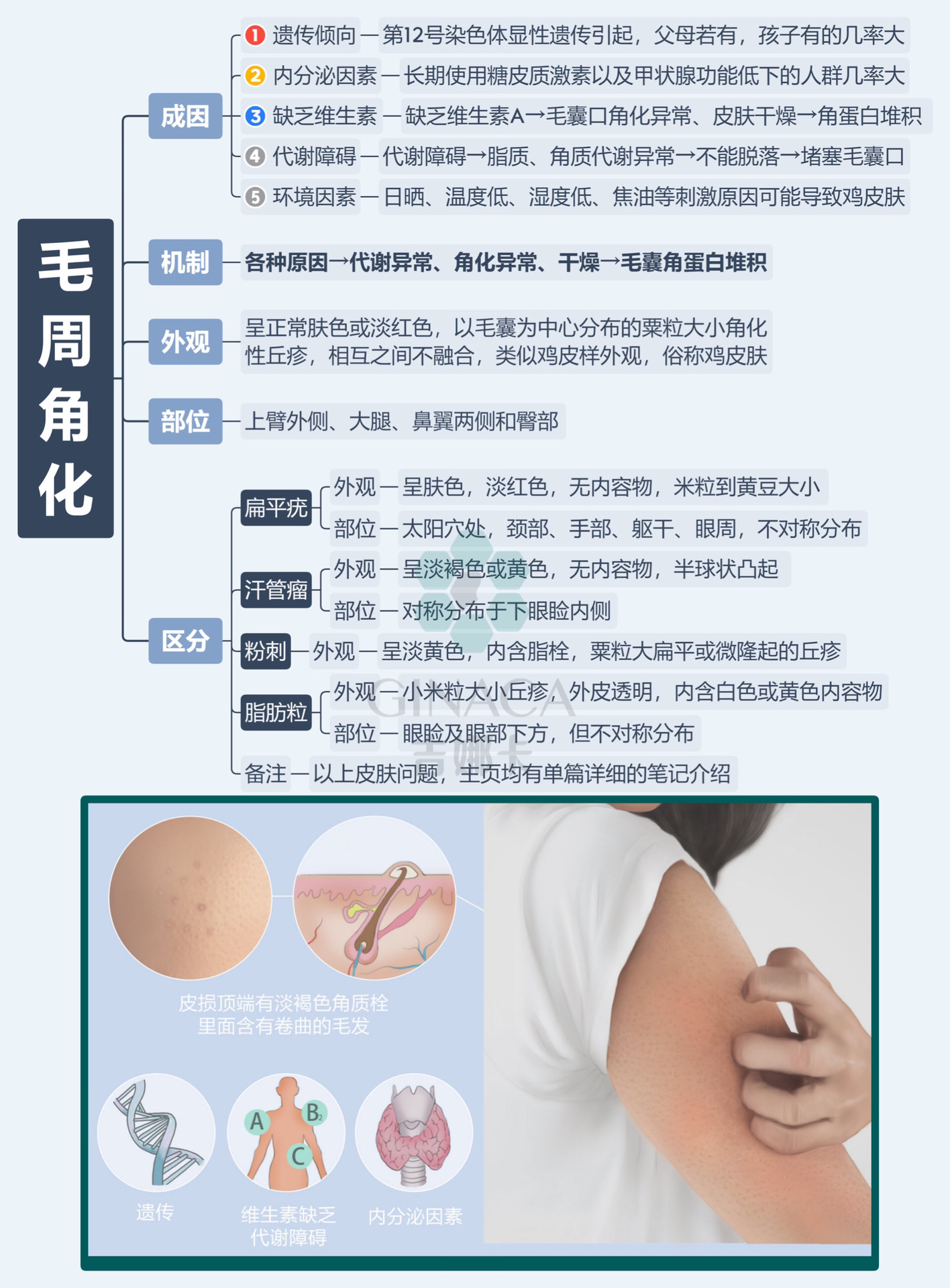 97鸡皮肤必看|毛周角化治疗指南7515建议收藏 一,毛周角化成因