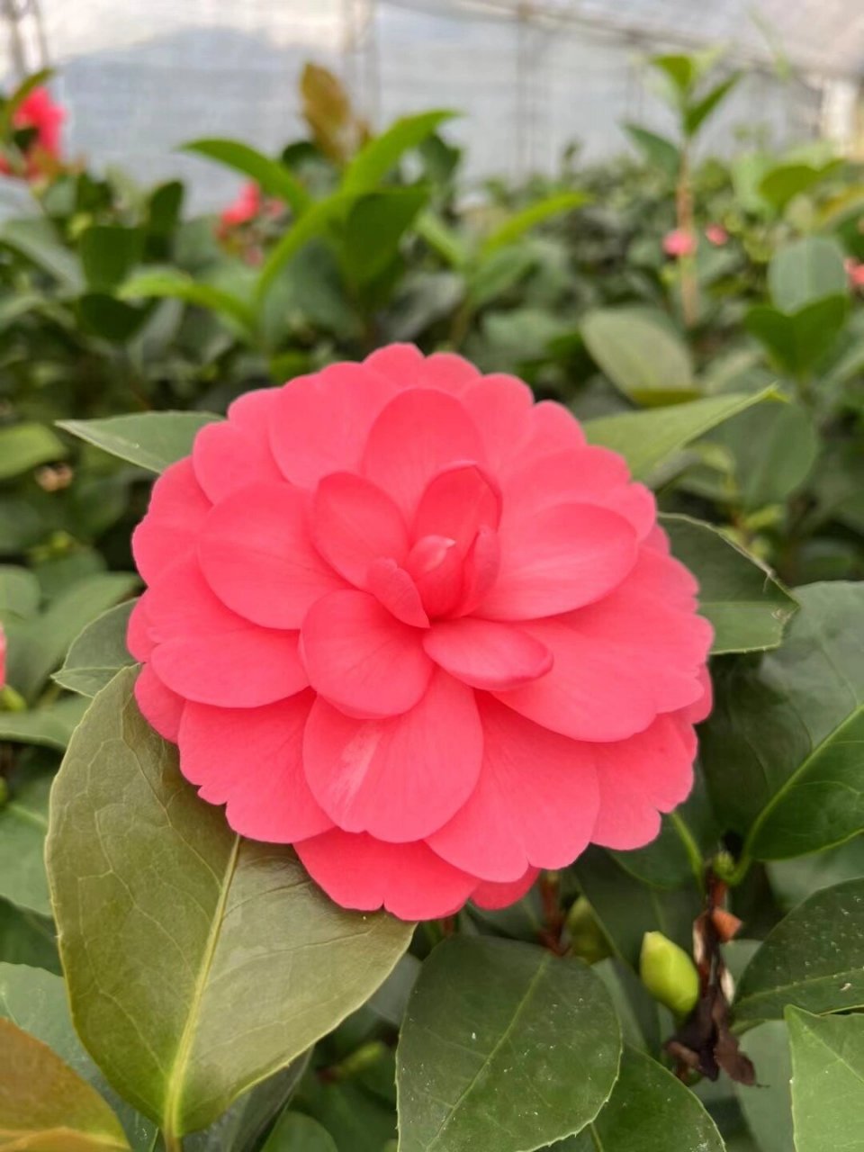 四季茶花 夏梦小璇 复色小璇 棕榈四季茶花到底有什么优势?
