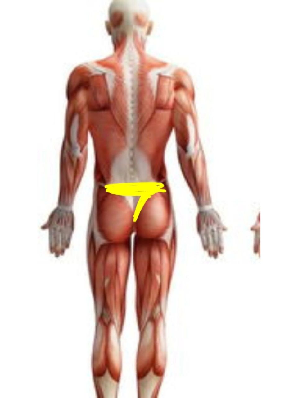 屁股这里痛是为什么 有一样的姐妹么 画黄线的地方疼 有就感觉被扯着