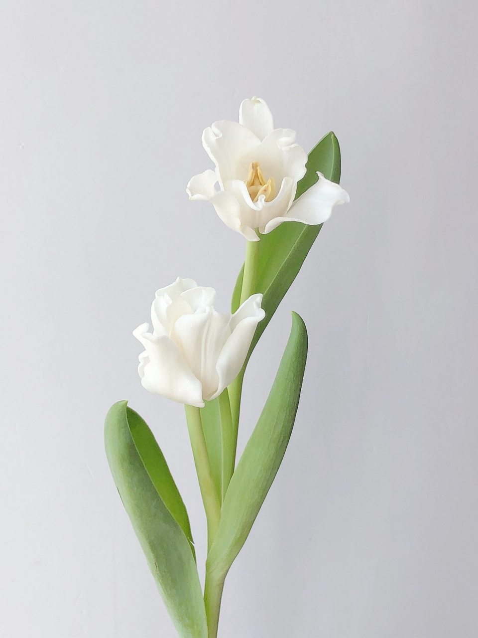 国产郁金香 美人鱼 这品质简直绝了 手艺人最爱白色 花材