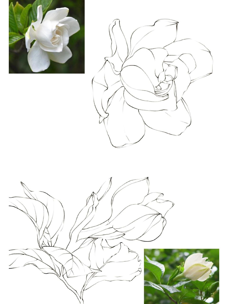 控笔练习38/100 栀子花 这几天摆烂了,不知道该画啥,正好有小伙伴问有